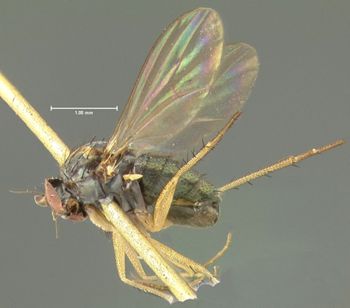Media type: image;   Entomology 13001 Aspect: habitus lateral view